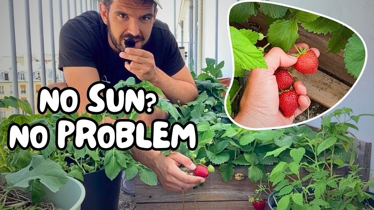 What Nobody Tells You About Shade Container Gardening