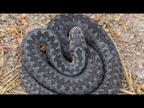 Video: Kuinka Erottaa Kyykäärme