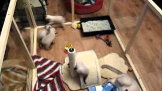 Funny kittens / Забавные котята Funny kittens / Забавные котята