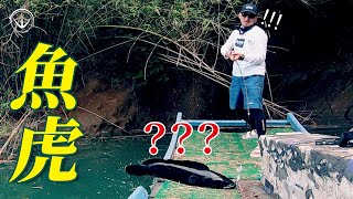 Giant Snakehead attackBlackDark individualAmazing mating colorTaiwan