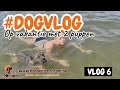 #dogvlog 6 - Op vakantie met twee puppen