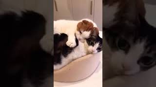kucing berkasih sayang#shorts