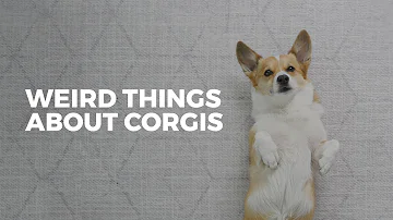 Do Corgis follow you around?