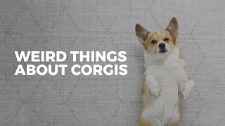 Weird Things That Corgis Do • Corgi Ownership