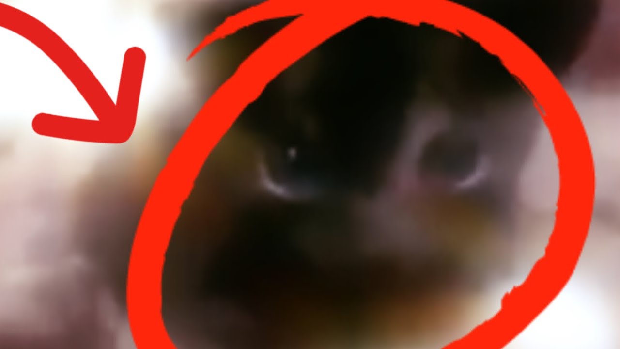 Dingy Dinky Binky cat 