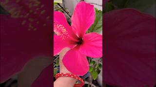 Yuna adaon ki bijli girao#viralshort #nature #mygarden ❤❤🌹🌷