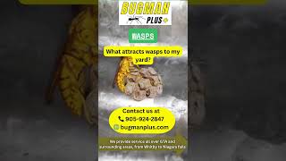 Wasps sting more than once! Bugman Plus keeps them away. Call 905-924-2847.