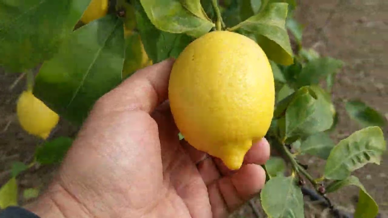 Lisbon lemon Лиссабонский лимон