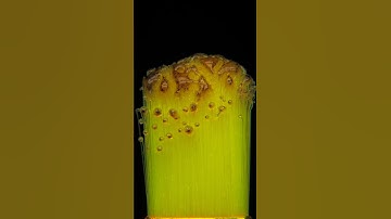 ASMR Brush Burning: The Most Relaxing Fire Sounds