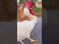 Dog Funny Dag Funny Shortclip 