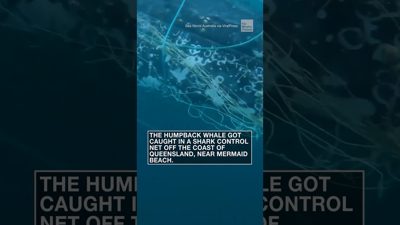 Whale rescued from a net in Australia | 