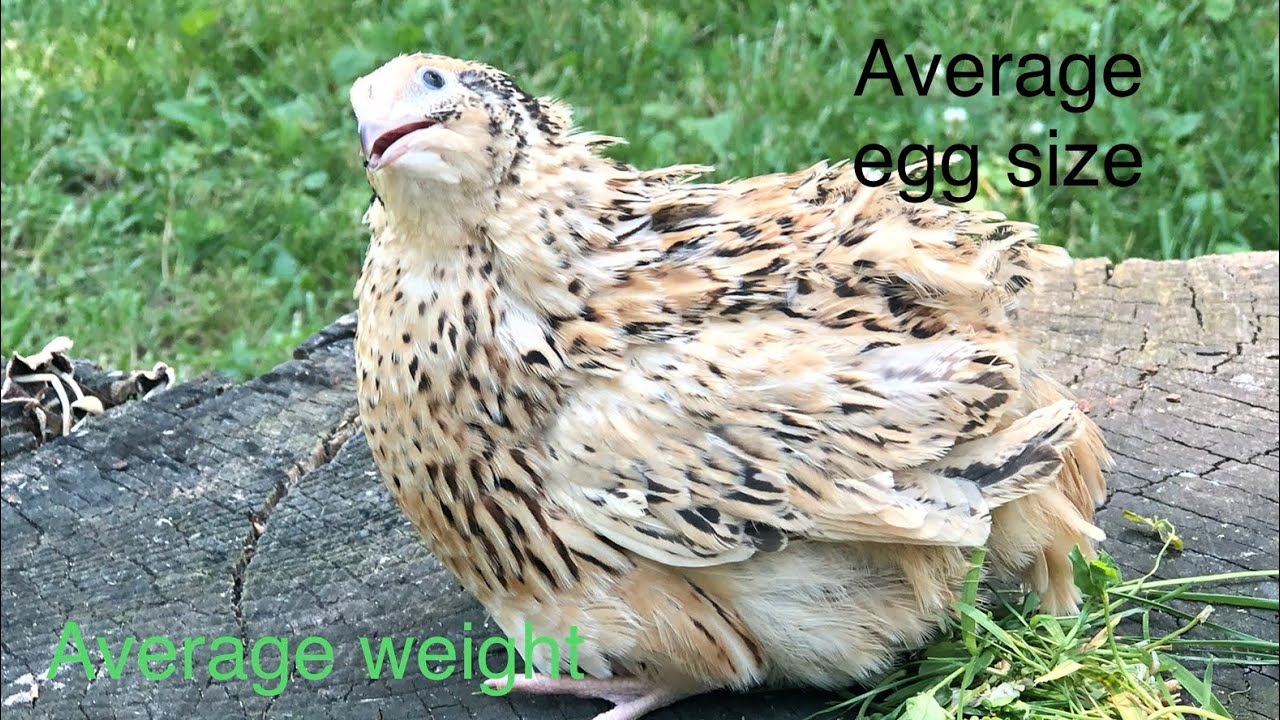 All about the GOLDS!!! (Italian and golden Manchurian) quail - YouTube