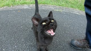 Black kitten sings with a cute voice