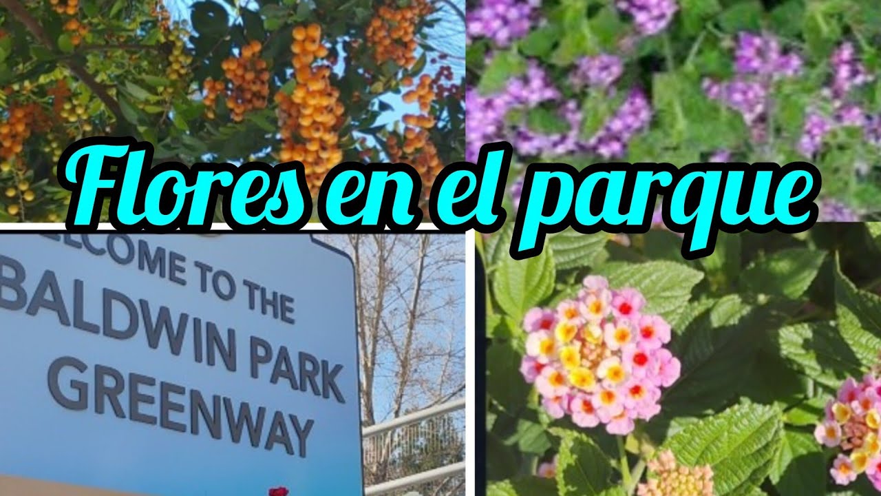 Flores en el parque!  Lantanas, Jerusalem Sage, Golden dewdrop.