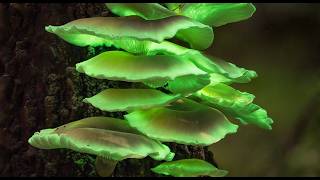 Glow in the Dark: The Wonders of Bioluminescence • Daily Dose of Nature