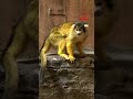 Dublin Zoo’s Rainforest House Reopens After Makeover