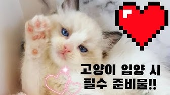 렉돌분양 - Youtube