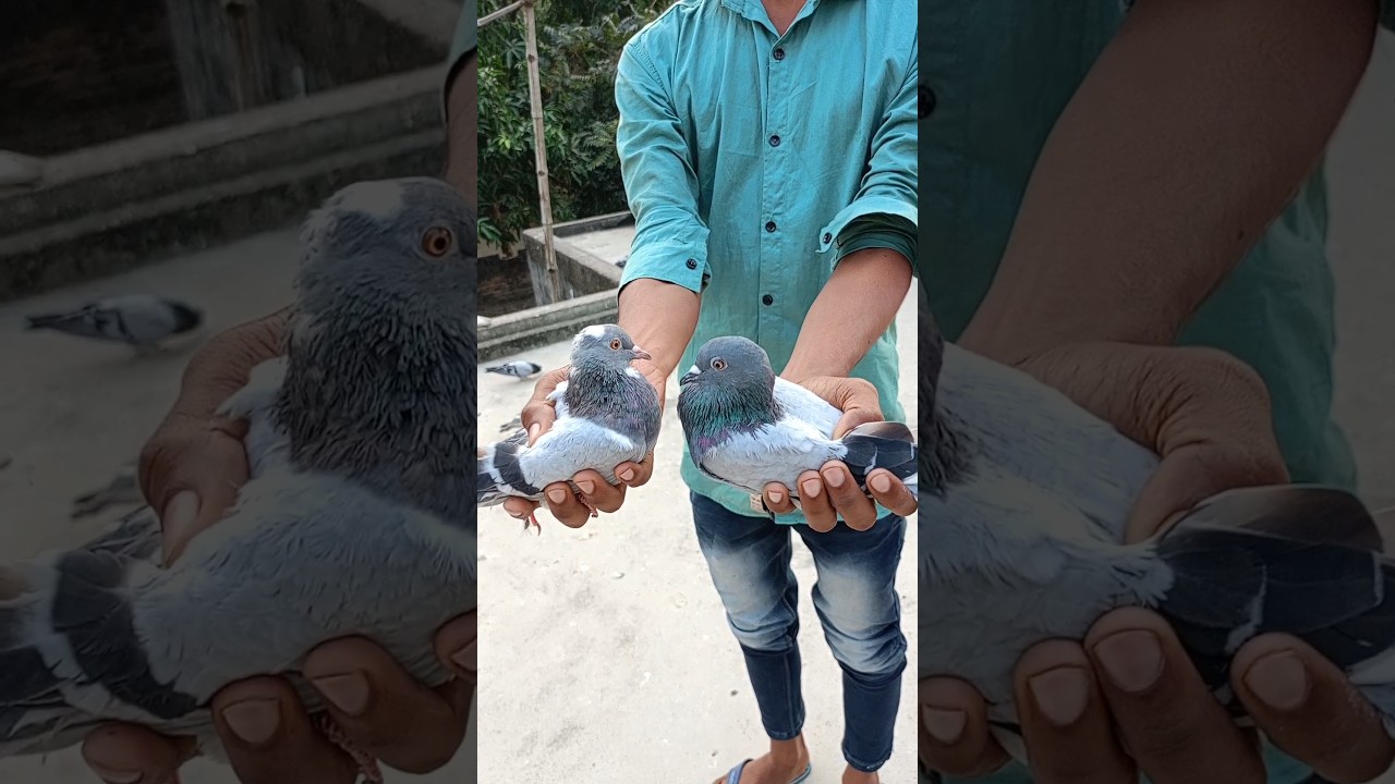 Kabootar Baaz Return😱 Kabutar attitude video 🕊️🥵kabootar status🥰