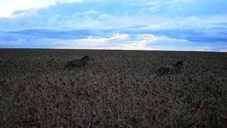 À 5 Metros De Um Casal De Antas. Tapir Watching , Mato Grosso , Brasil.