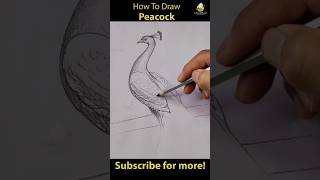 How to draw Peacock🦚 Easy with pencil shading #shorts #youtubeshorts #peacock #viral #drawing #bird