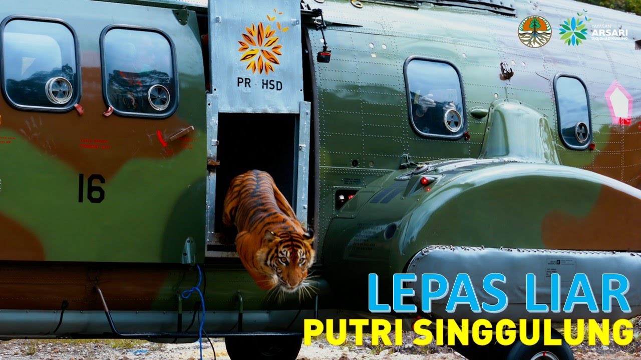 Harimau Sumatera Putri Singgulung Kembali Pulang