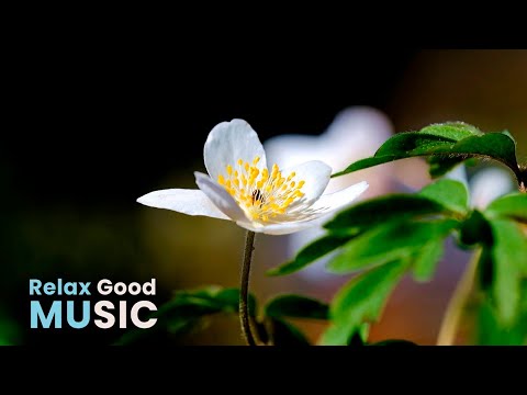 Видео: Beautiful piano stress relief music for work and study - Relaxing background music