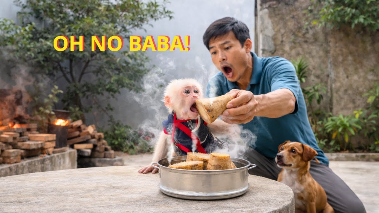 О боже! Что случилось, когда маленькая обезьянка Баба попыталась съесть горячий корень кудзу?