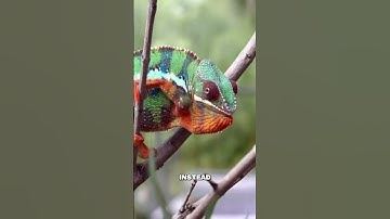 Chameleons: Color-Changing Masters of Expression 🦎🌈 #wildlife #reptiles #naturefacts