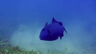 Why Triggerfish Are Called the Reef’s Tiny Tanks