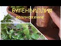 Бугенвиллия.  2ч.  Размножение. Применение вермикулита.