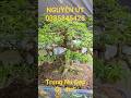 NGUYỄN ÚT | #0385845428 | MCT TRUNG NU LÙN LỰC GL 4TR5... #bonsailuctinhmientay  #trungnu #ltmt