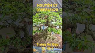 NGUYỄN ÚT | #0385845428 | MCT TRUNG NU LÙN LỰC GL 4TR5... #bonsailuctinhmientay  #trungnu #ltmt