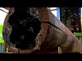 Shocking discovery of bleeding wood! Watch this wood being split open