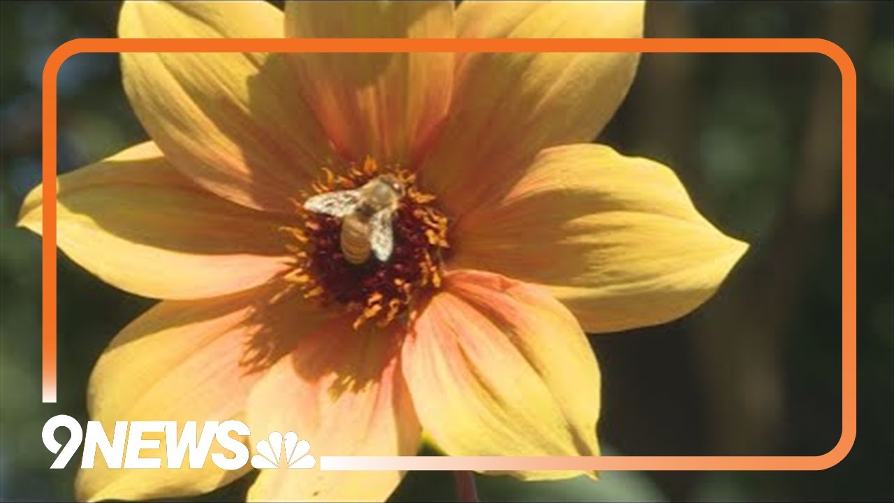 Plants that thrive in the summer heat