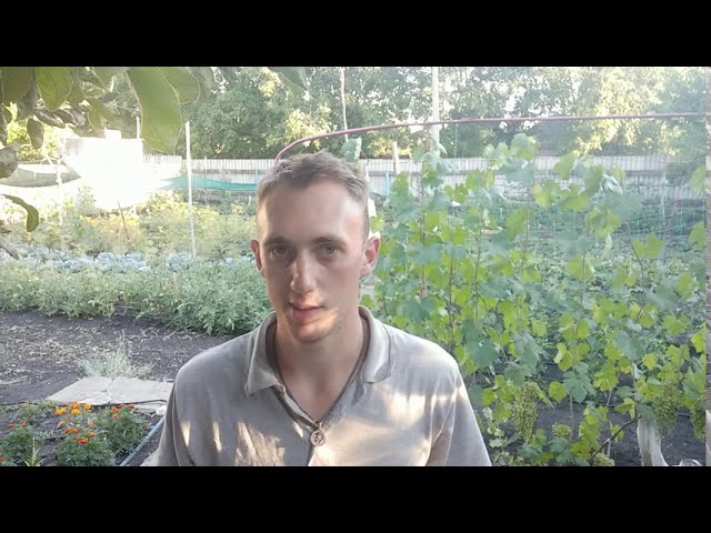 ШОК!!! БЫСТРЫЙ СПОСОБ РАЗВЕДЕНИЯ ШЕЛКОВИЦЫ БЕЗ ПРИВИВОК
