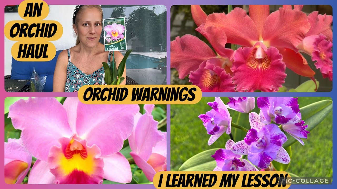 I learned my orchid lesson! 😢 / Incredible Bag Baby Haul / garden