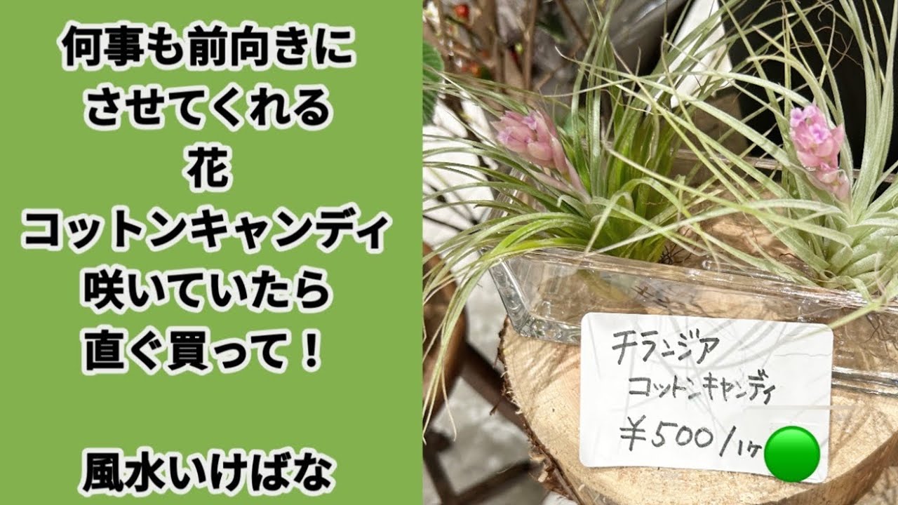 人気の観葉植物、チランジアの花が咲くのは秋/コットンキャンディが