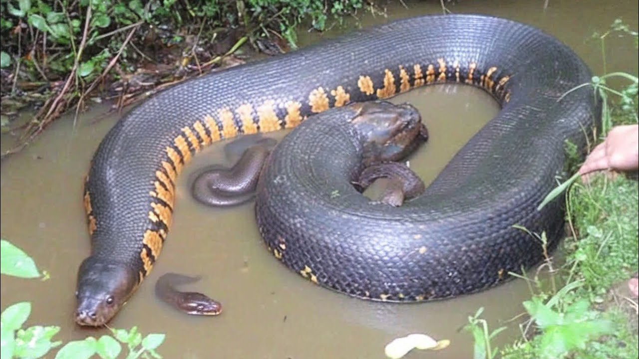 Экосистемная роль зеленой анаконды