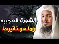 قصة الشجرة الملعونة العجيبة ولماذا كانت فتنة للناس بصوت الشيخ محمد الشنقيطي