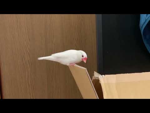 どうなったら正解なん？　文鳥文ちゃんは熱心　Java sparrow