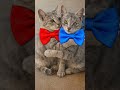 cat's, love #love #hyperbloger #spotifyclone #zindgisonia #cat #travel #tulsamata #outskirtsofheaven
