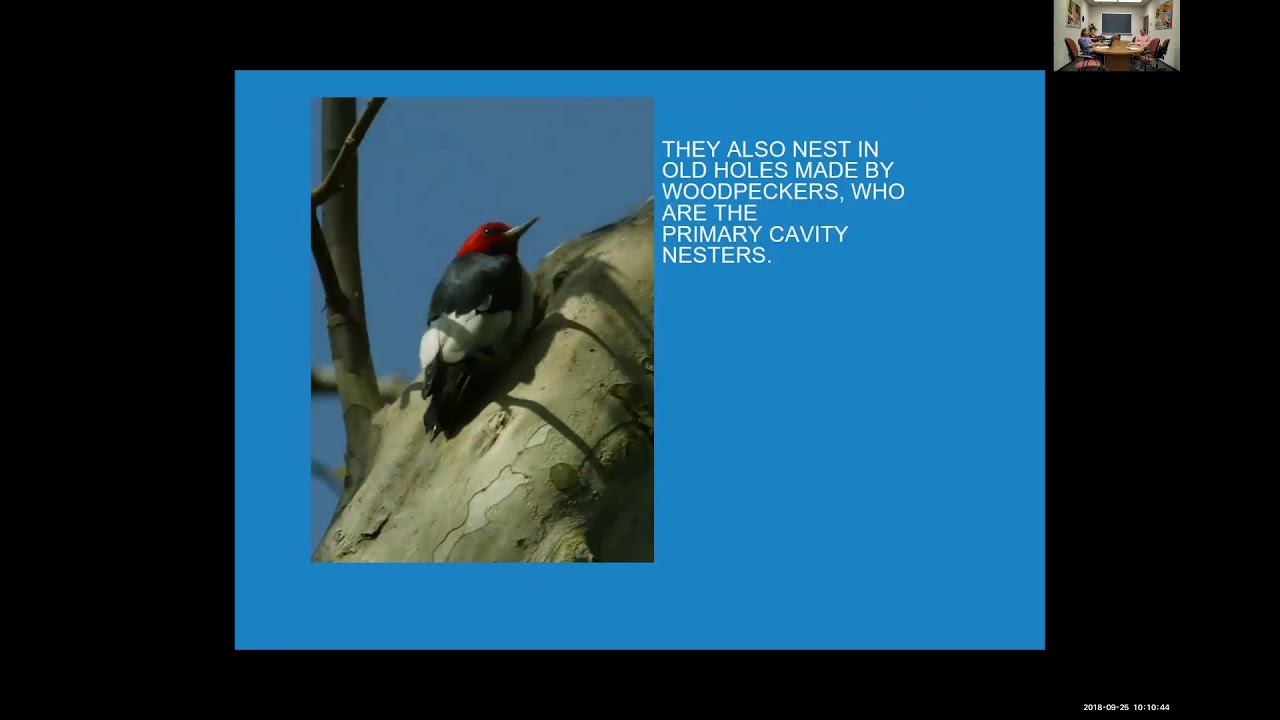 Starting a Bluebird Trail