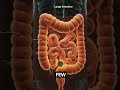 Swallowed a Coin Here's What Happen Inside Your Body #anatomy #humanbody #digestivesystem