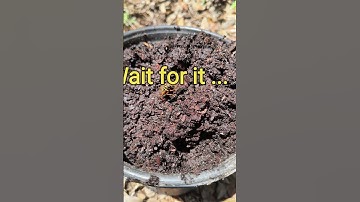 Whacky Hover Fly Whacks The Camera!