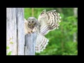 Ural Owls with Finnature