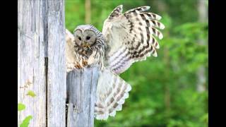 Ural Owls With Finnature