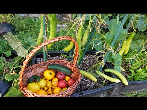 Video BÀ BẦU THU HOẠCH DÂU TÂY CHÙM,DƯA LEO HÀN QUỐC,CÀ CHUA... - youtube