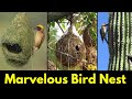 Birds engineering most beautiful nests created by birds