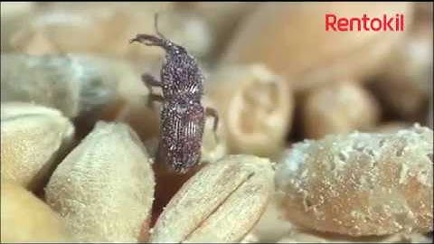Phosphine Fumigation Treatment - Rentokil Ireland