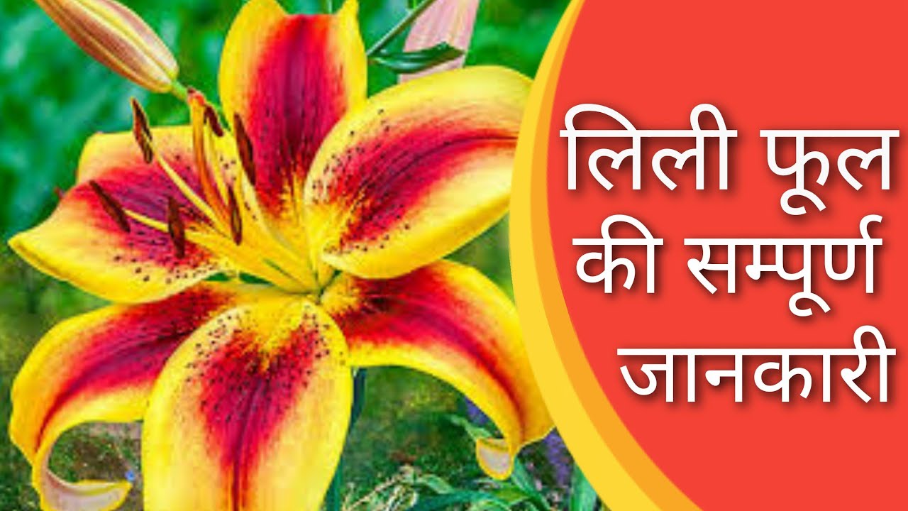 Lily Flower Wikipedia In Marathi Best Flower Site